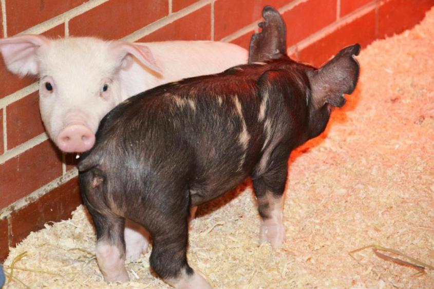 Pigs