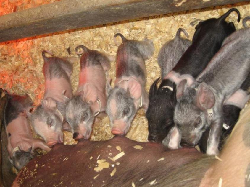 Piglets