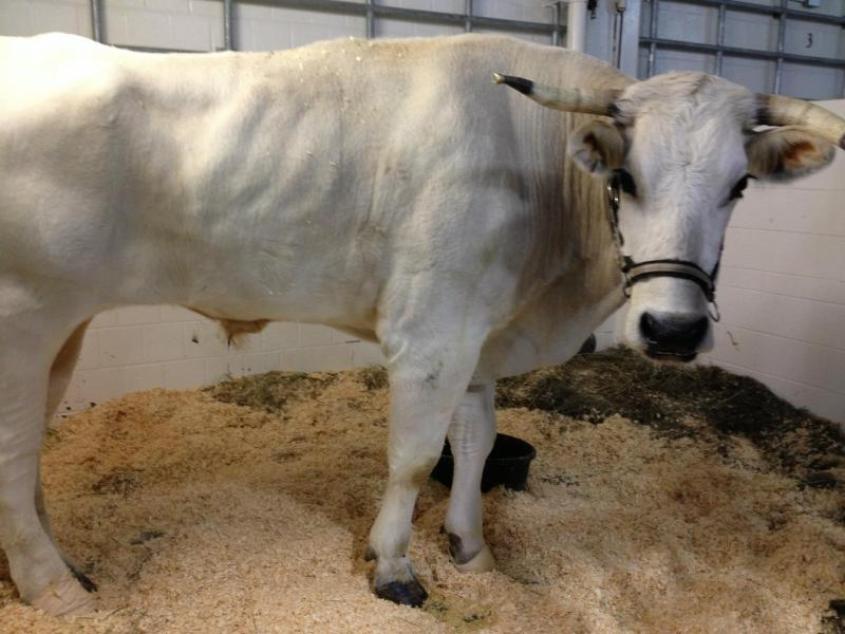 Farm Animal Services