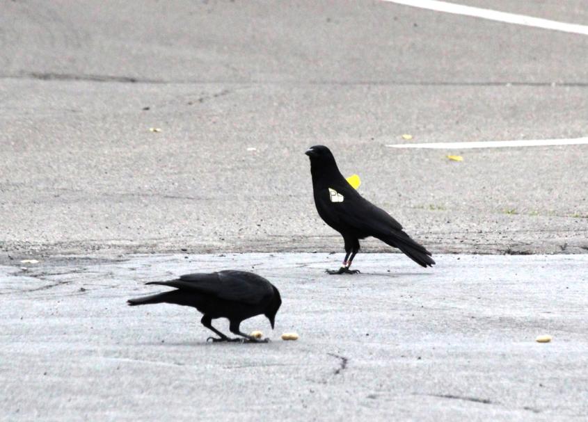Two crows foraging for peanuts on asphalt