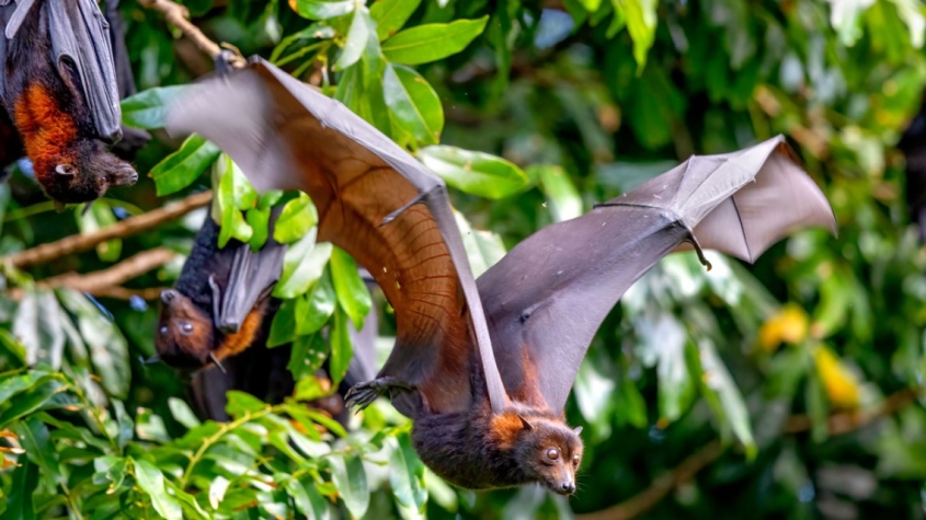 bat