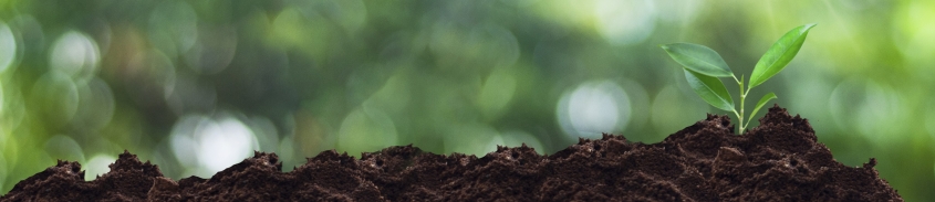 green sprout growing out of rich earth