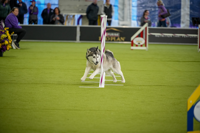 Husky weaving through agility course
