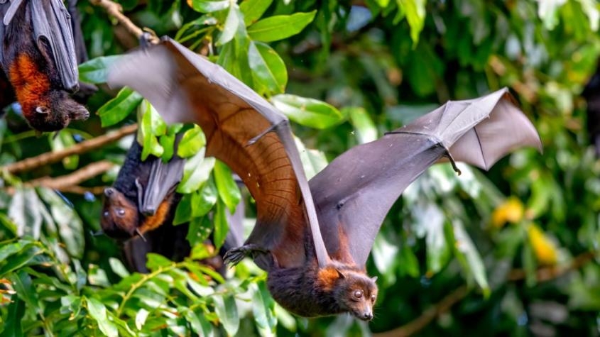 Bat