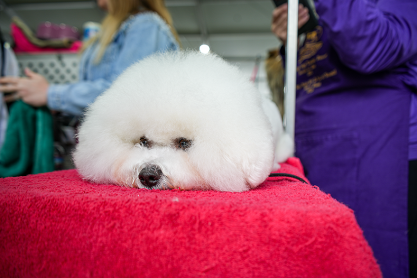 fluffy dog