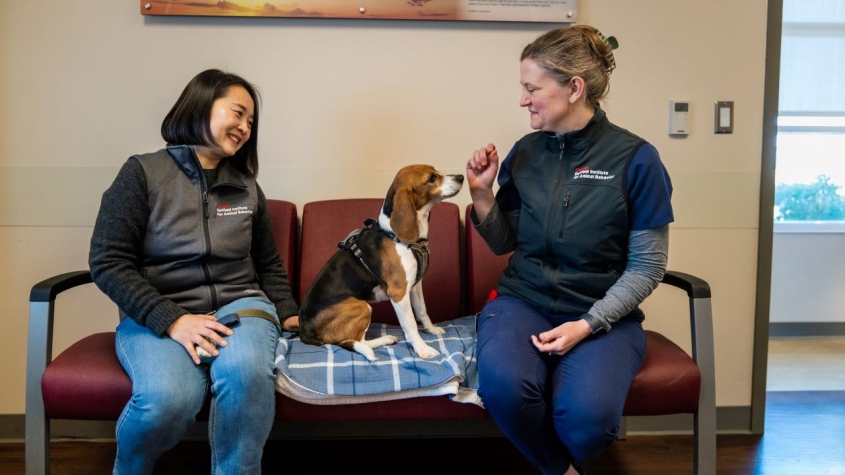 Kim and Anderson looking at a dog