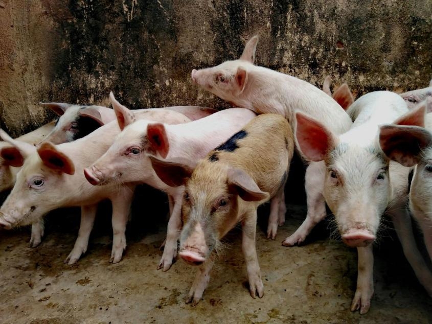 Pigs