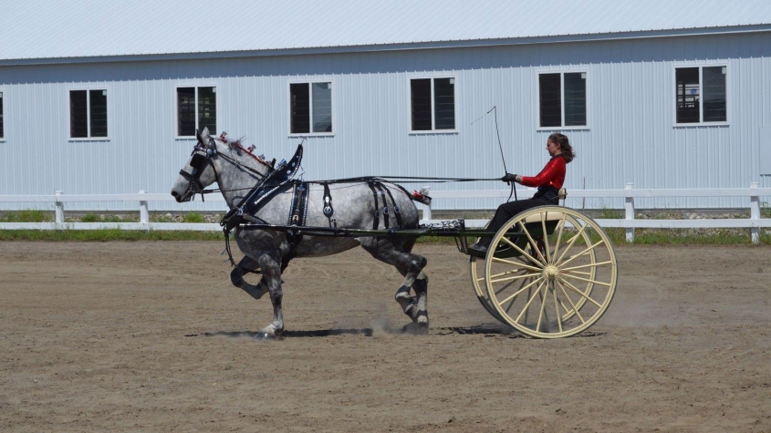 A healthy horse pulling a cart