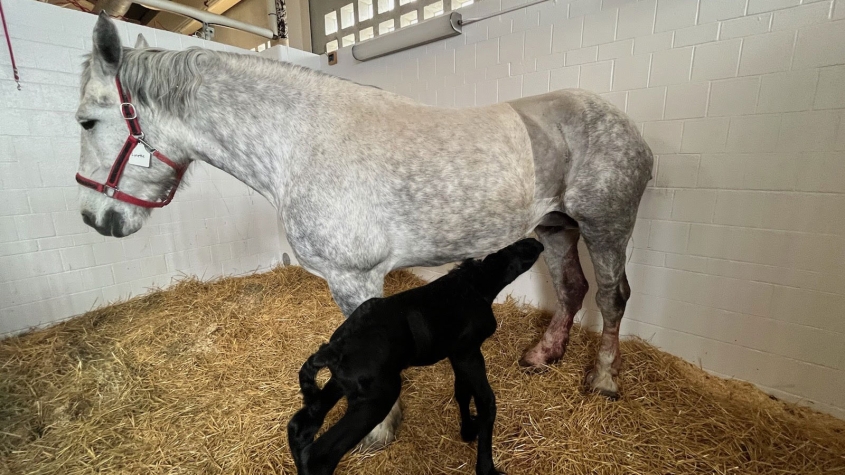 Percheron Mare Percheron Mare