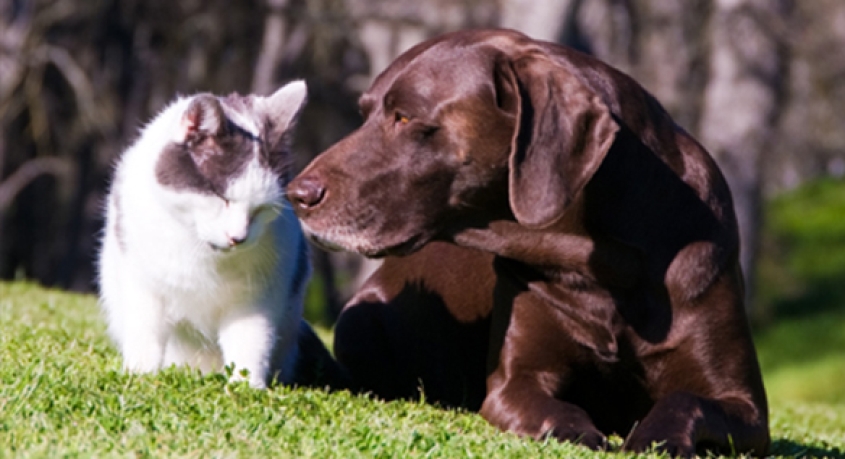 A lab and calico nuzzling on some grass