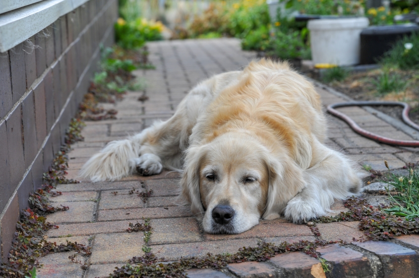 Golden retriever laying on ground in the heat