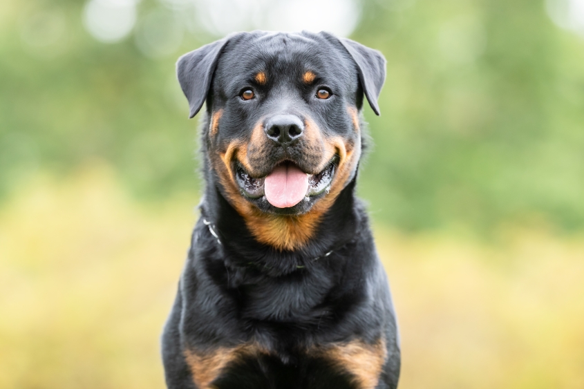 Portrait of a beautiful dark colored Rottweiler in a field.