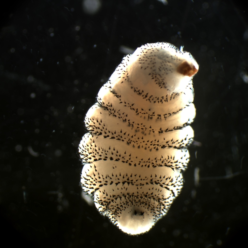 Microscopic image of a Cuterebra (Larval Bot Fly)