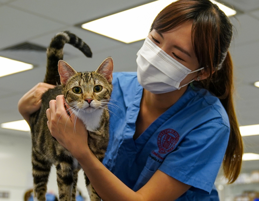 A young woman examines a cat