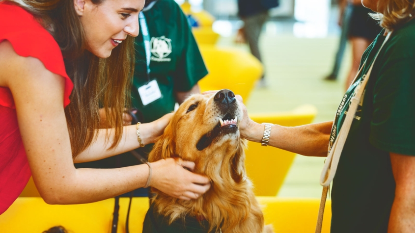 people petting a golden retriever