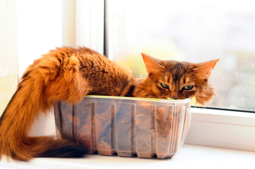 Cute Somali cat lying inside plastic box. 
