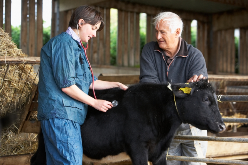 A veterinarian and a farmer around a calf