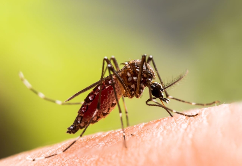 Mosquito