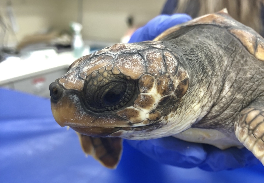 Loggerhead turtle