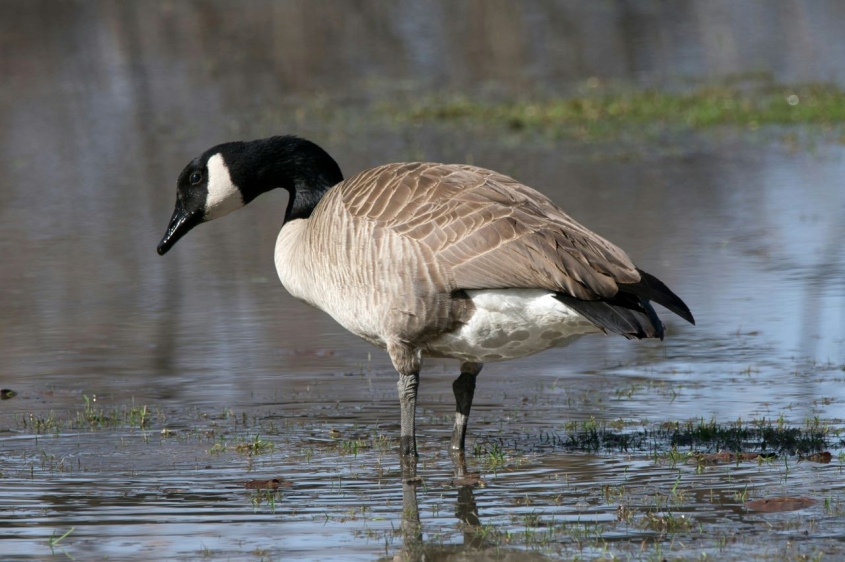 canada goose