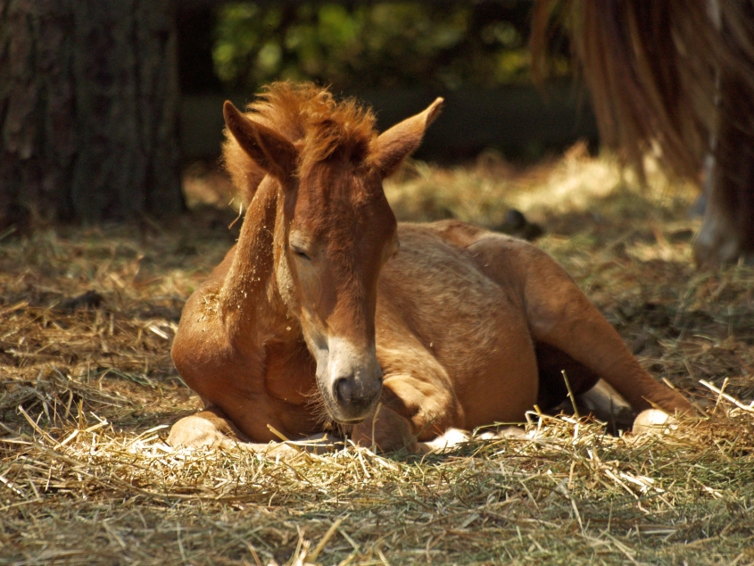 brown foal lying on grass