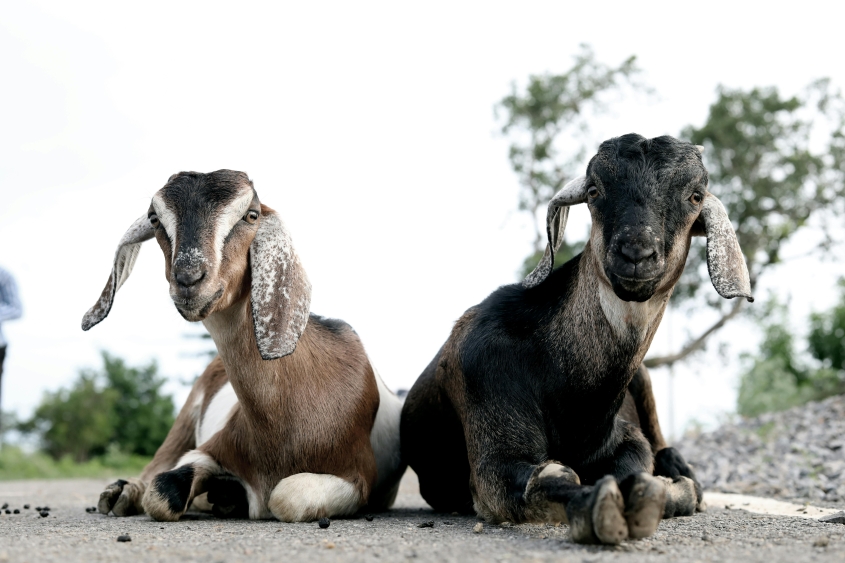 two goats lying on rock