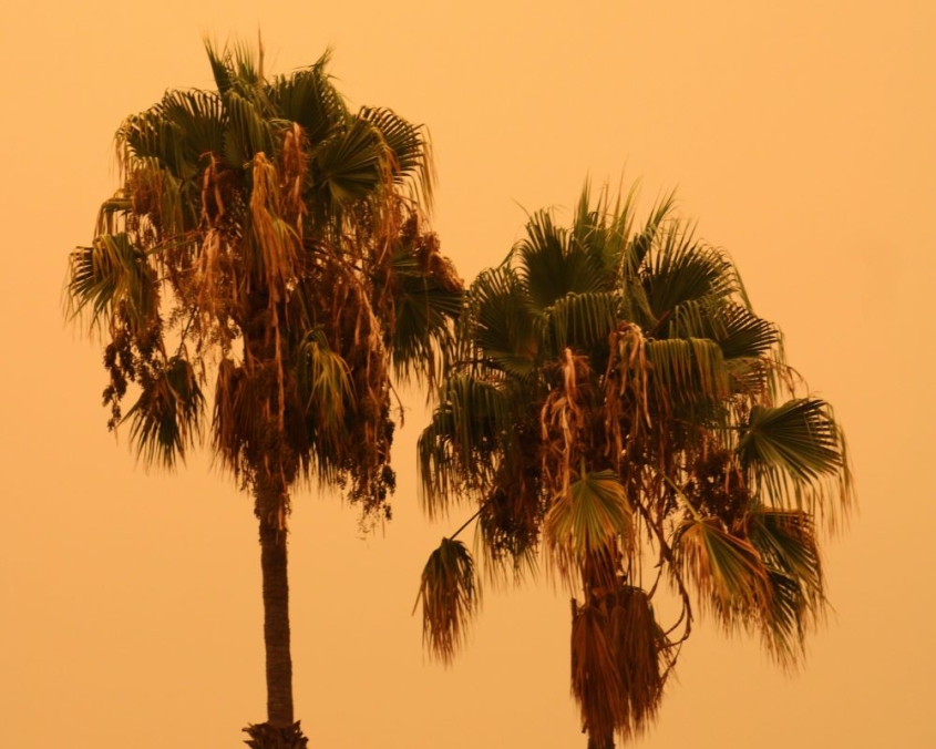 palm trees in smoke