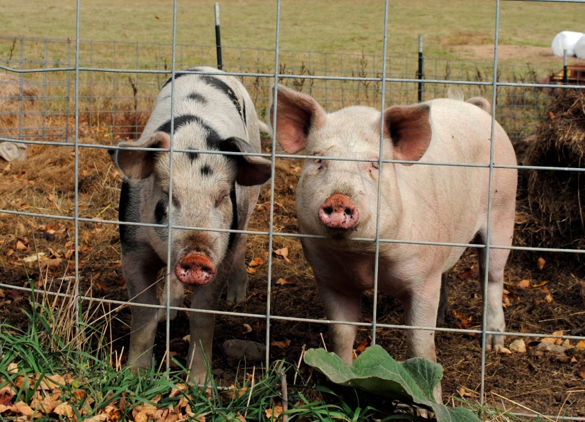 two pigs standing in field behind fence
