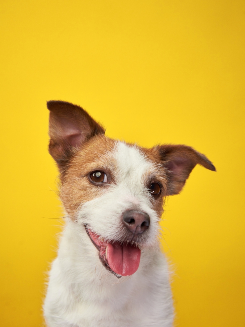 A dog on a yellow background