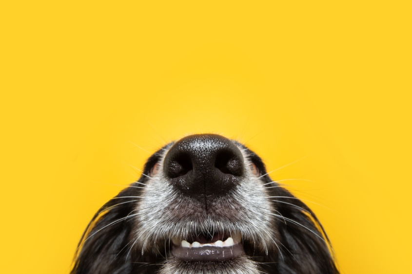 A dog nose on a yellow background