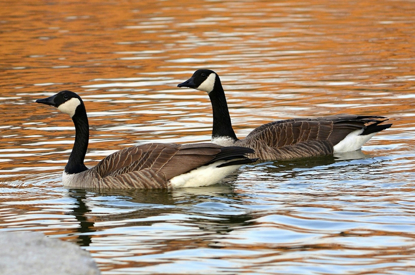 Two Canada geese glide through water in the evening