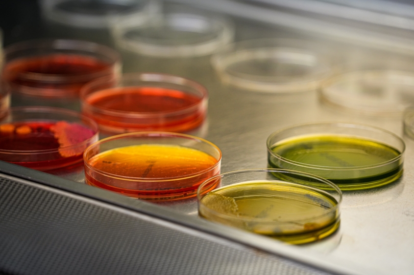 trays of colorful research samples