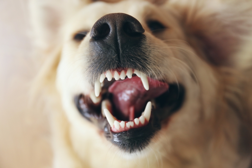 Golden retriever with mouth open showing teeth