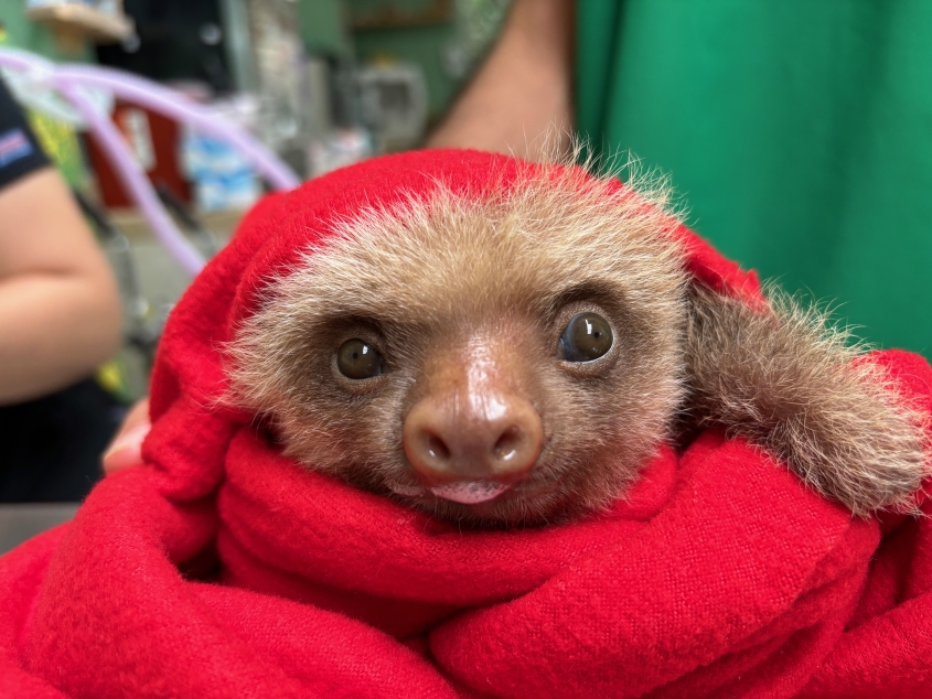 adorable baby sloth sticking out its adorable baby tongue