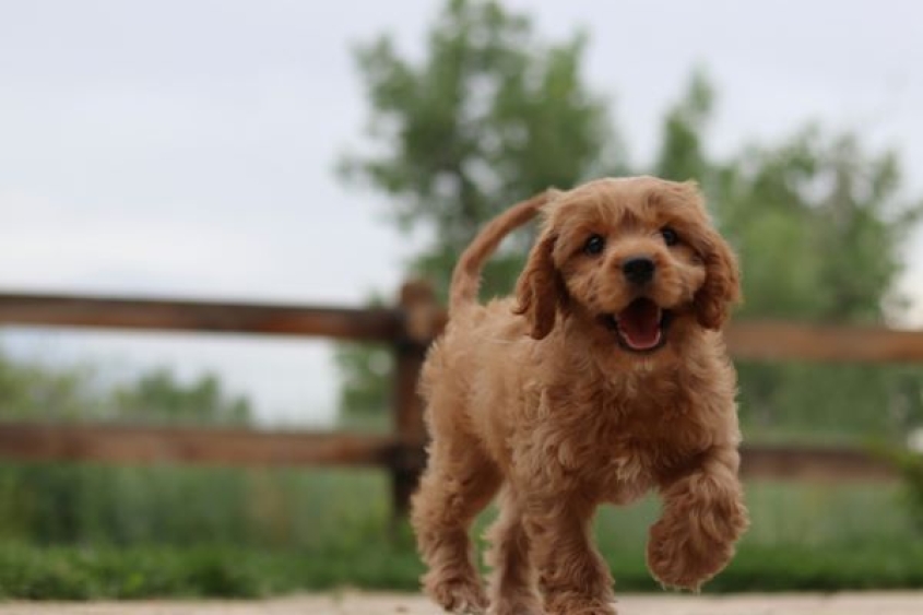 happy brown puppy