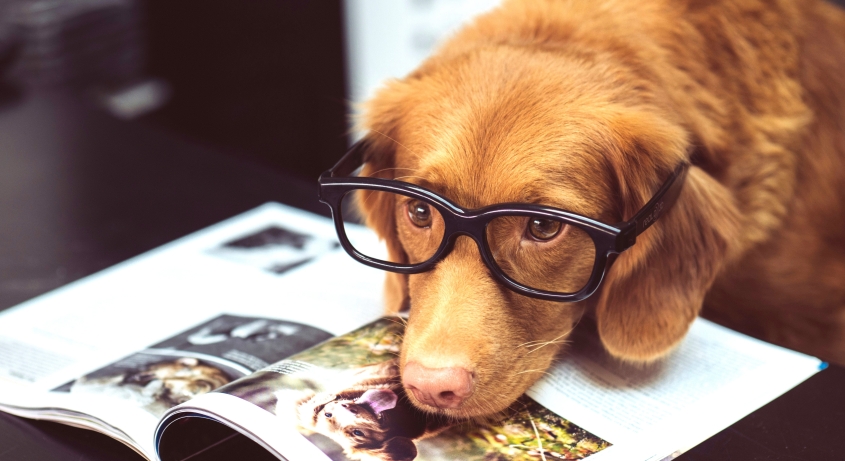 A golden Retriever wearing glasses and laying on a magazine 