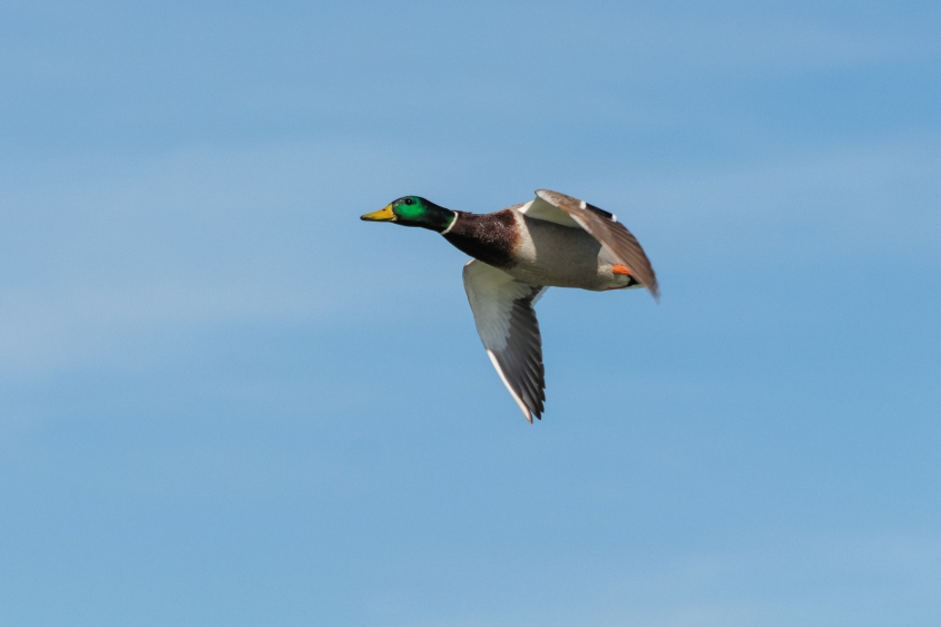 a mallard flying