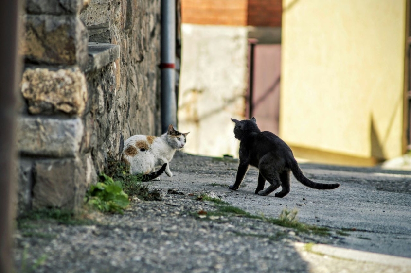 two stray cats 