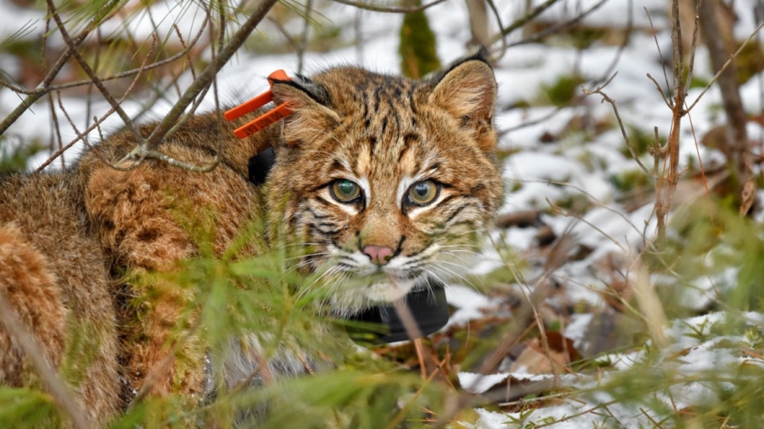 Bobcat