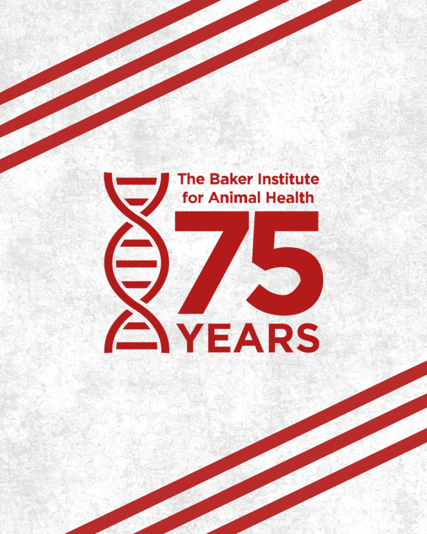 A watch background featuring the Baker 75th graphic on a white background.