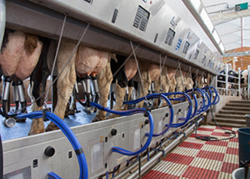 dairy cows being milked