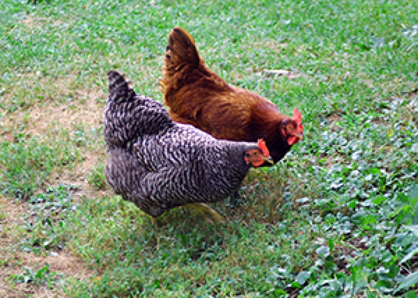 Chicken in the grass