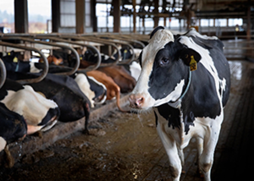 cows in a farm