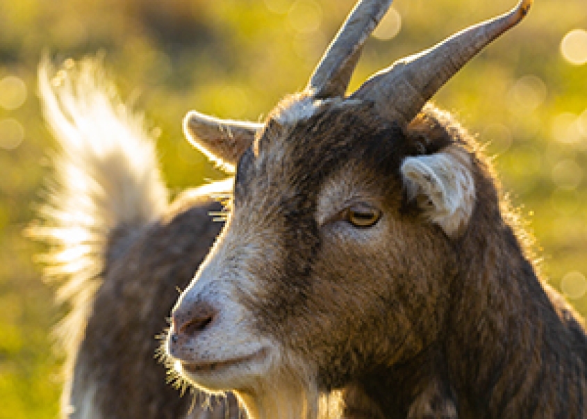 a goat
