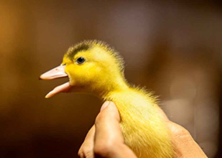 a young duck