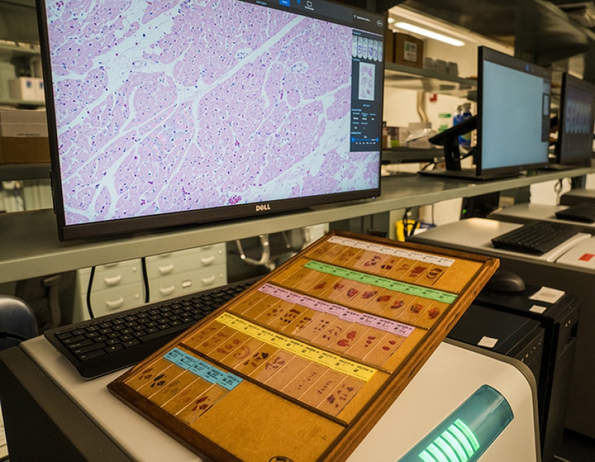 Computer screen showing cells viewed through a microscope