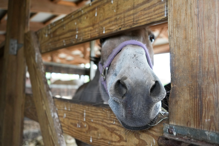 A horse looks through a fence.