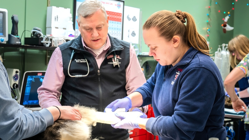 Lab work with a faculty member oversight