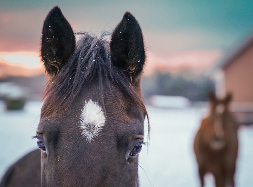 Two horses in a snowy landscape