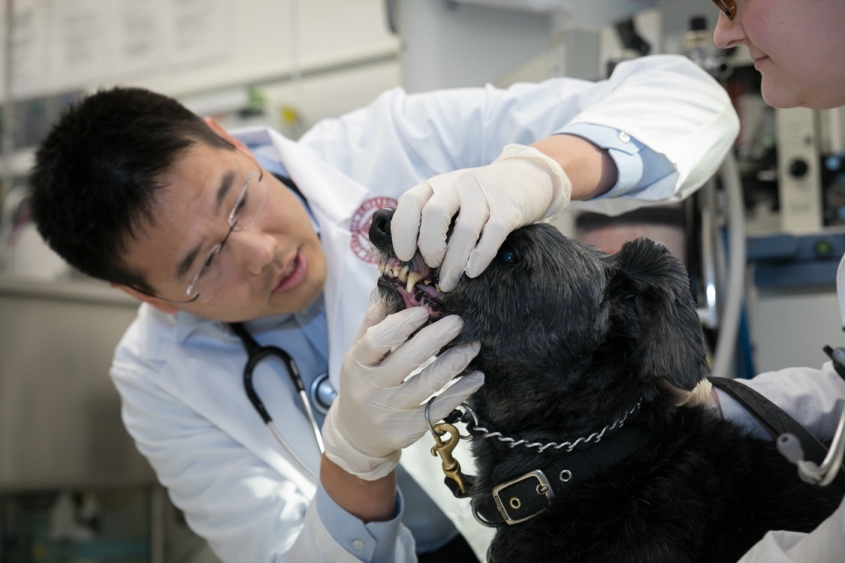 Vet doing a teeth inspection on a dog